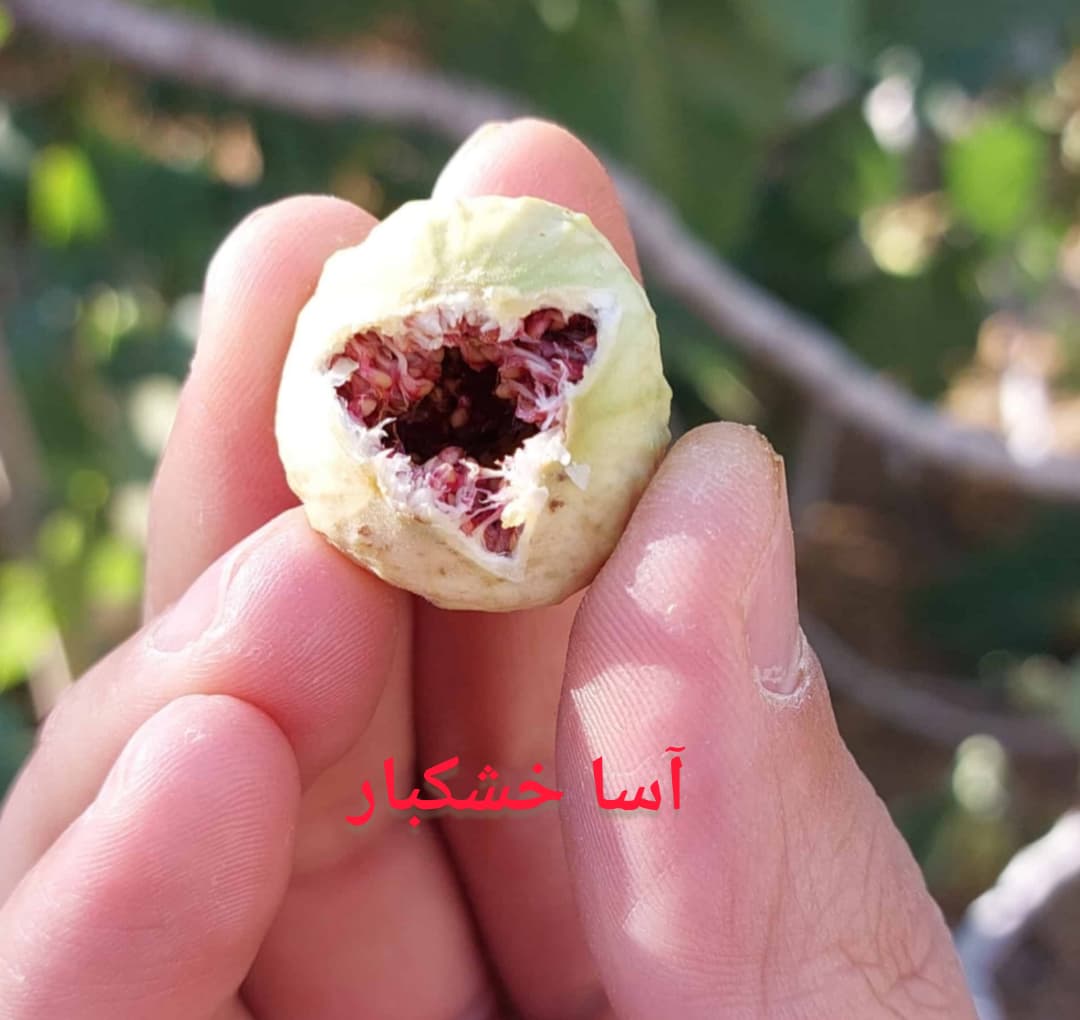 عرضه و تامین انجیرهای خشک ارگانیک فارس + قیمت مناسب